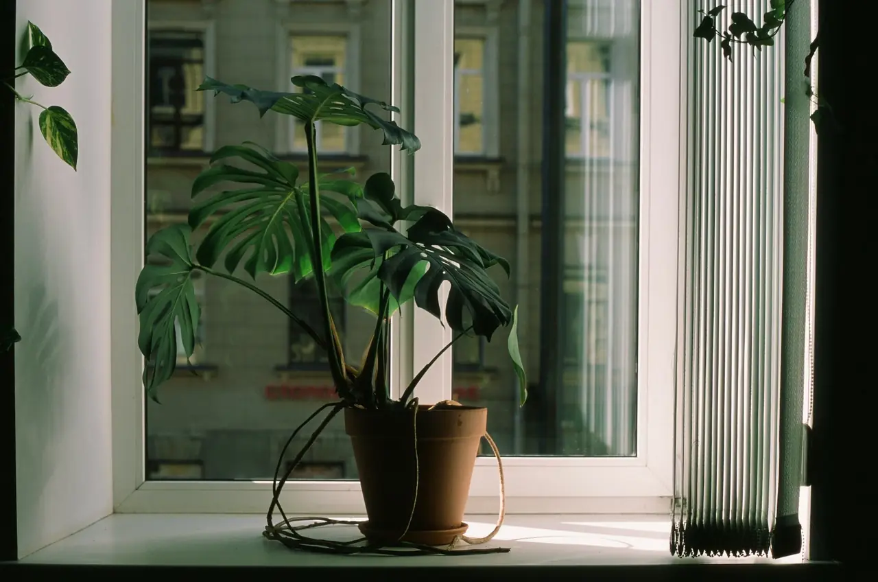 Planta con hojas amarillas en verano junto a una ventana con luz filtrada