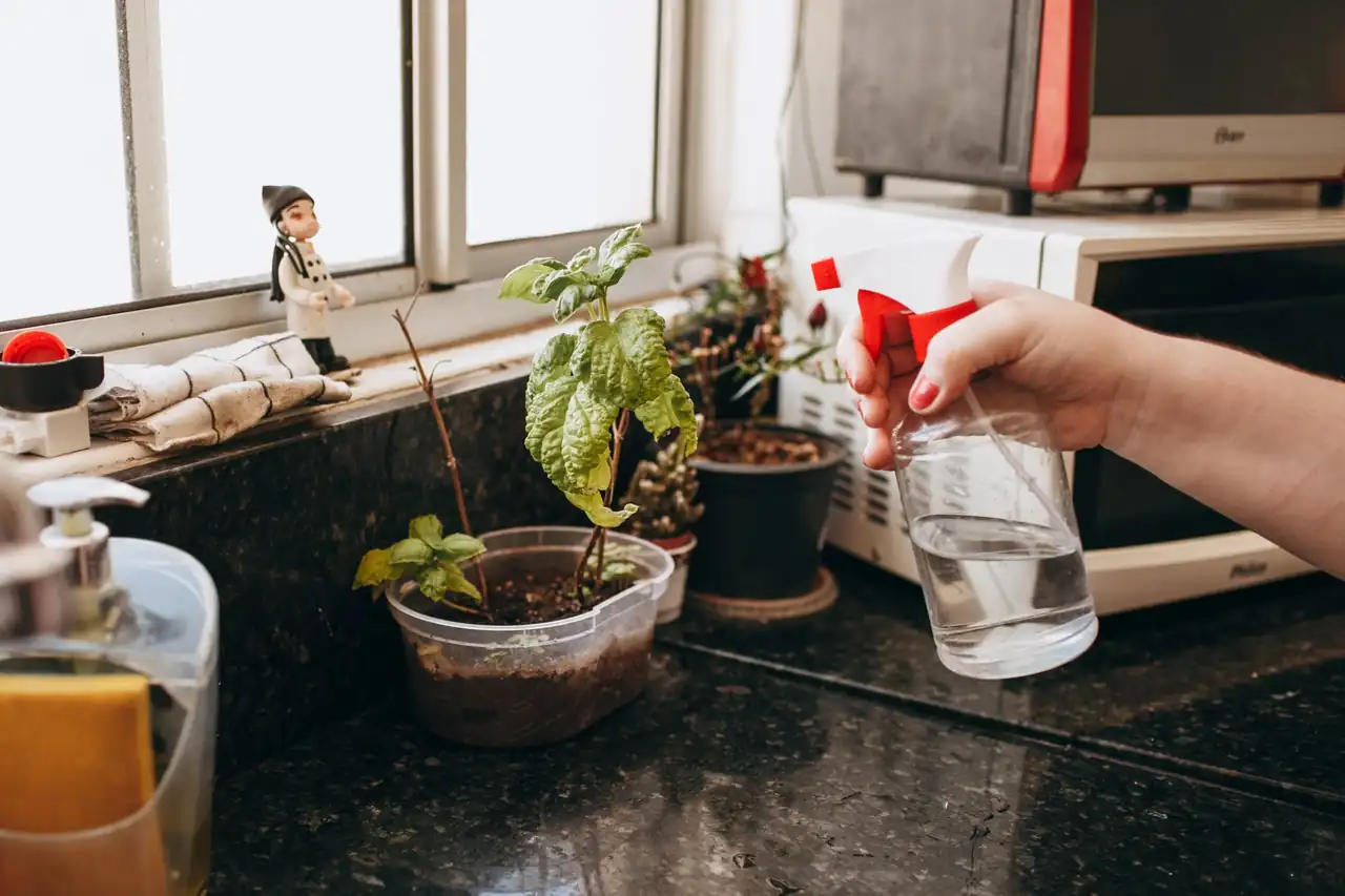 Regar plantas con botellas en vacaciones mediante un sistema casero de goteo