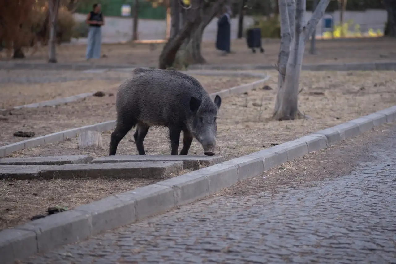 Jabalíes cerca de zonas urbanas al anochecer y medidas para prevenir encuentros