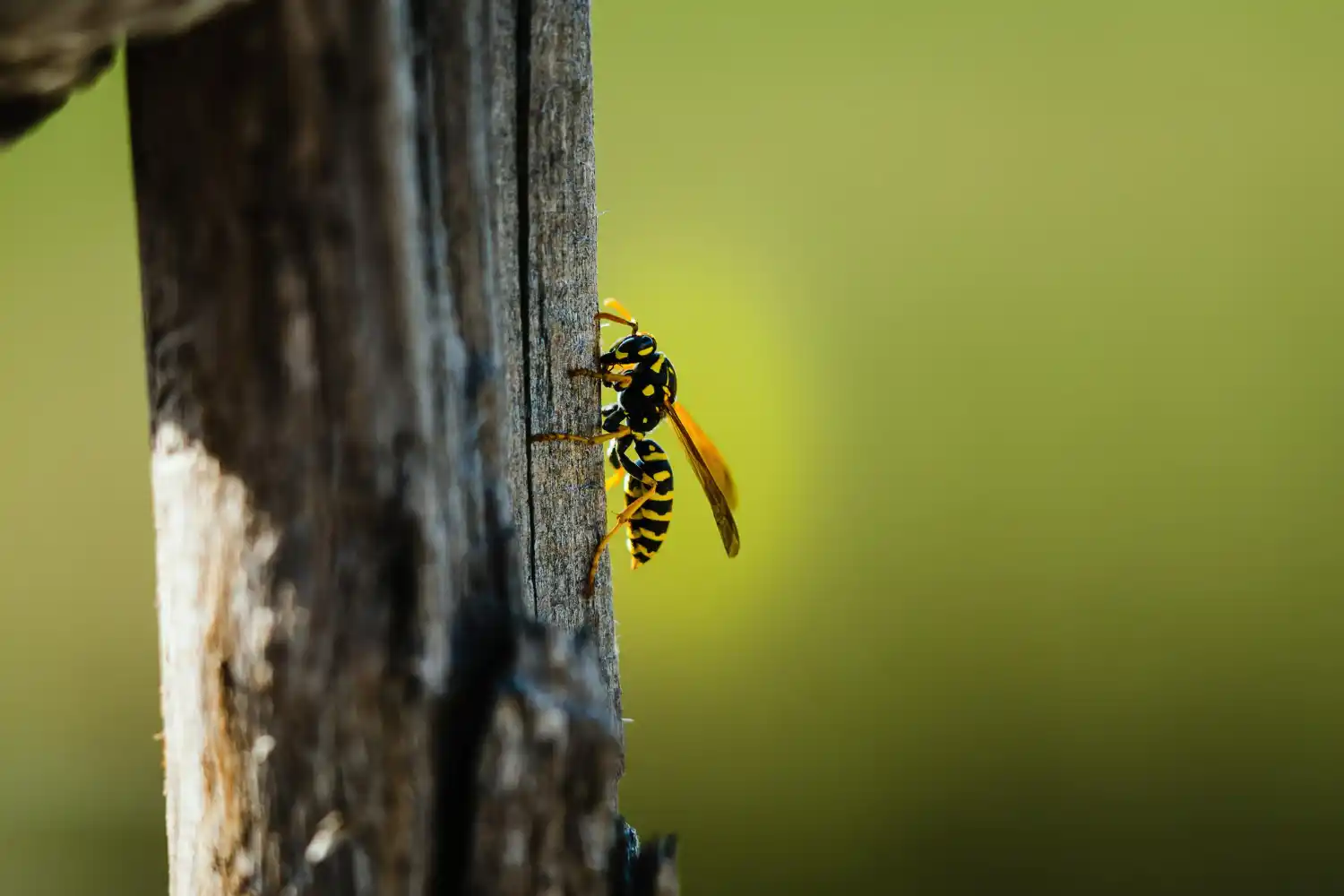 abejas carpinteras
