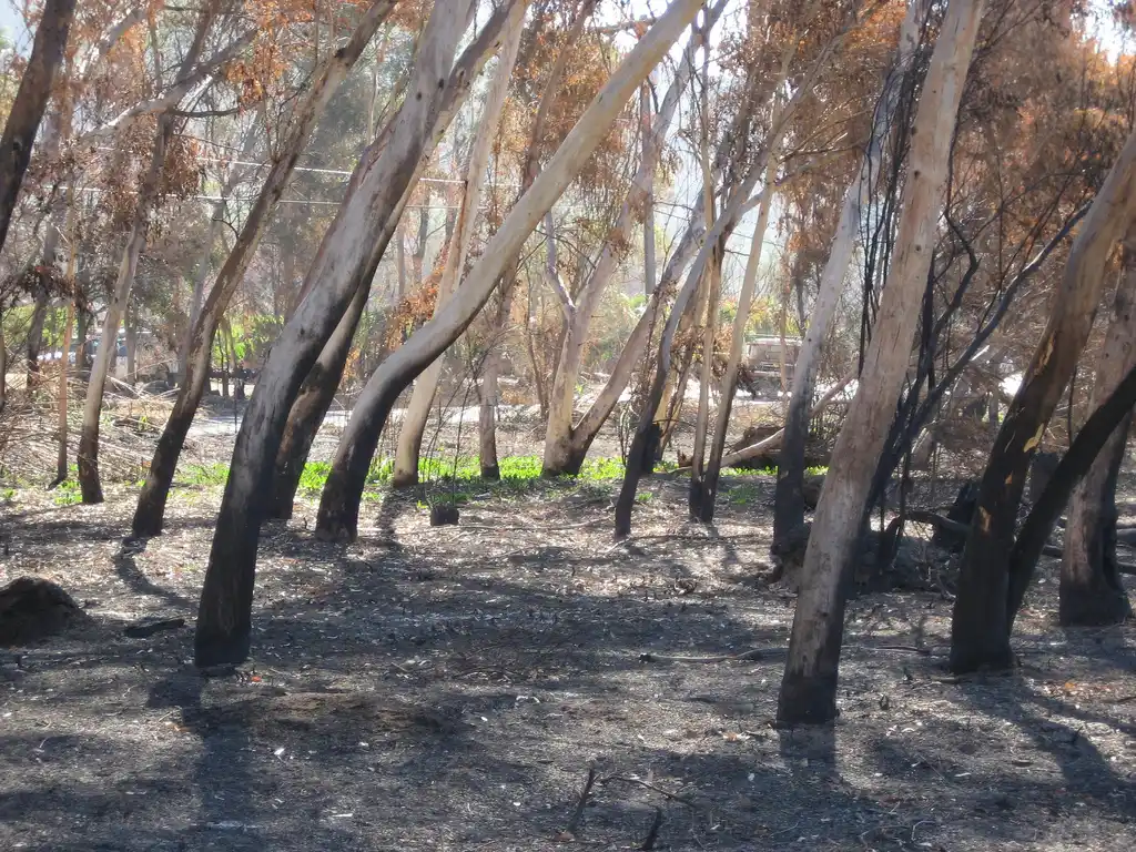 arboles quemados de eucalipto