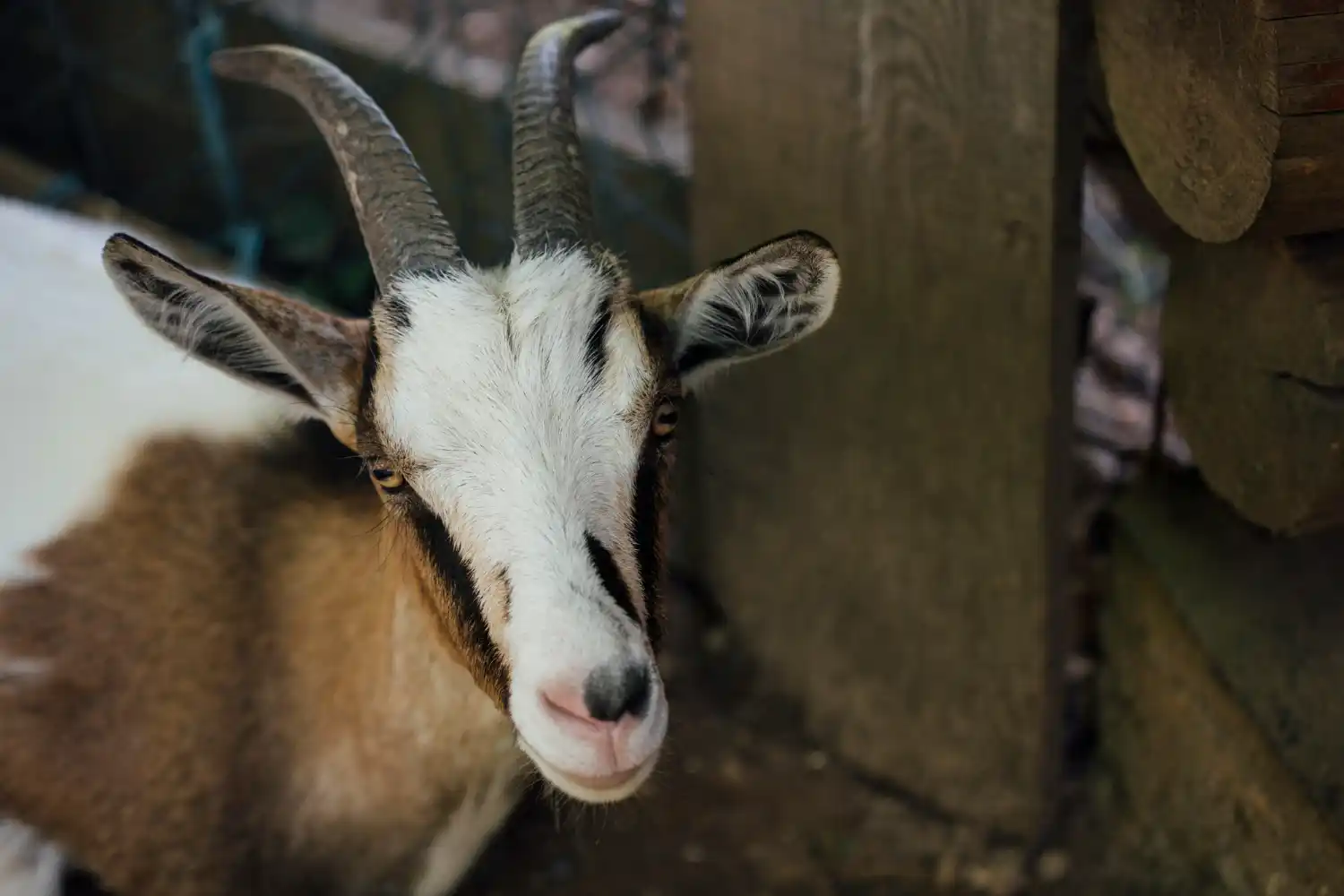 cabras espía