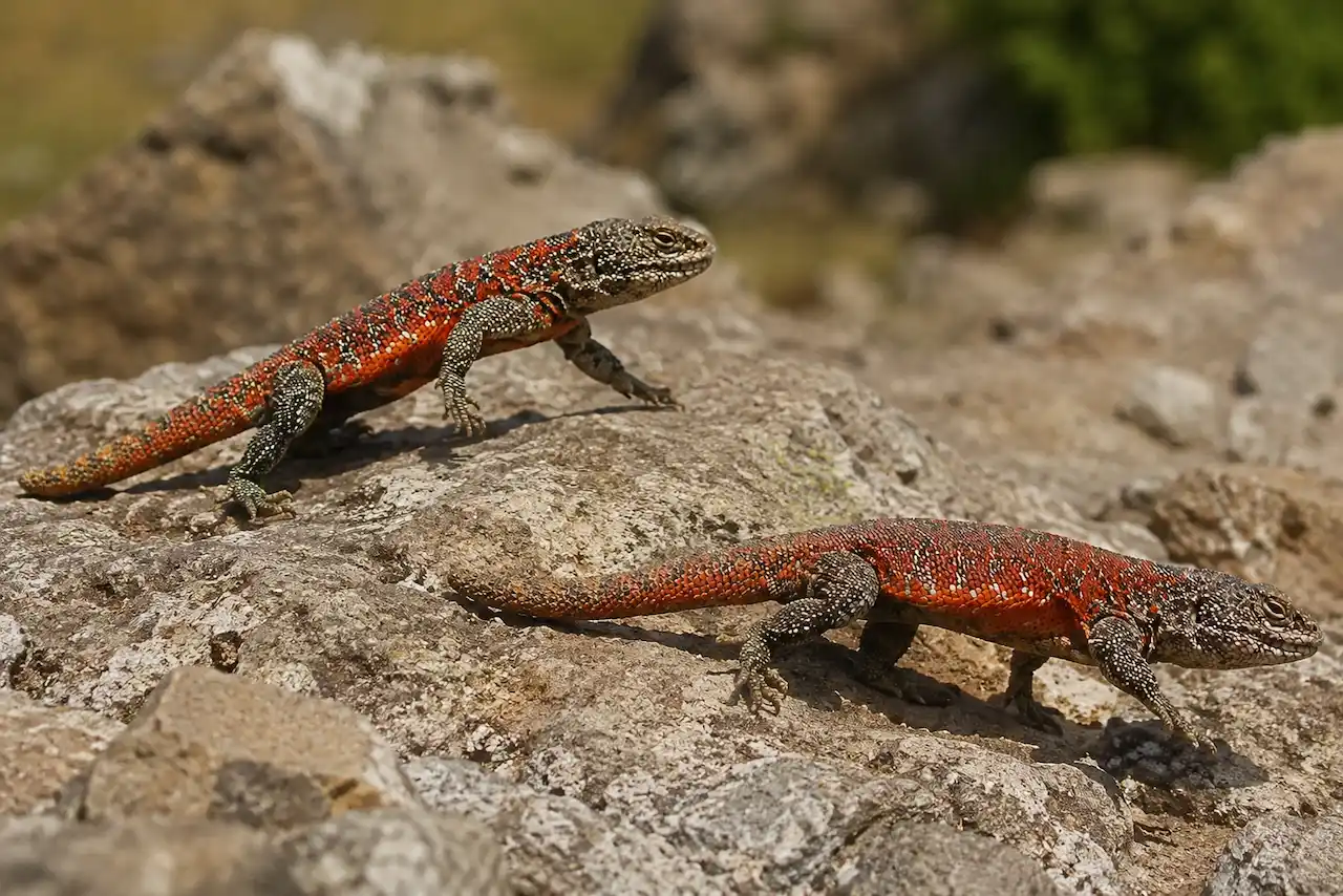 dos ejemplares de Liolaemus yawar