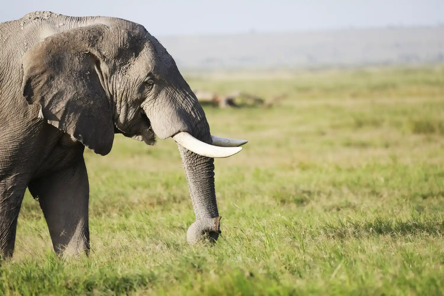 elefante en Kenia