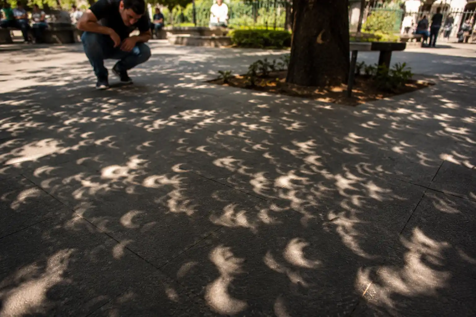 hojas proyectarán eclipses sobre el suelo