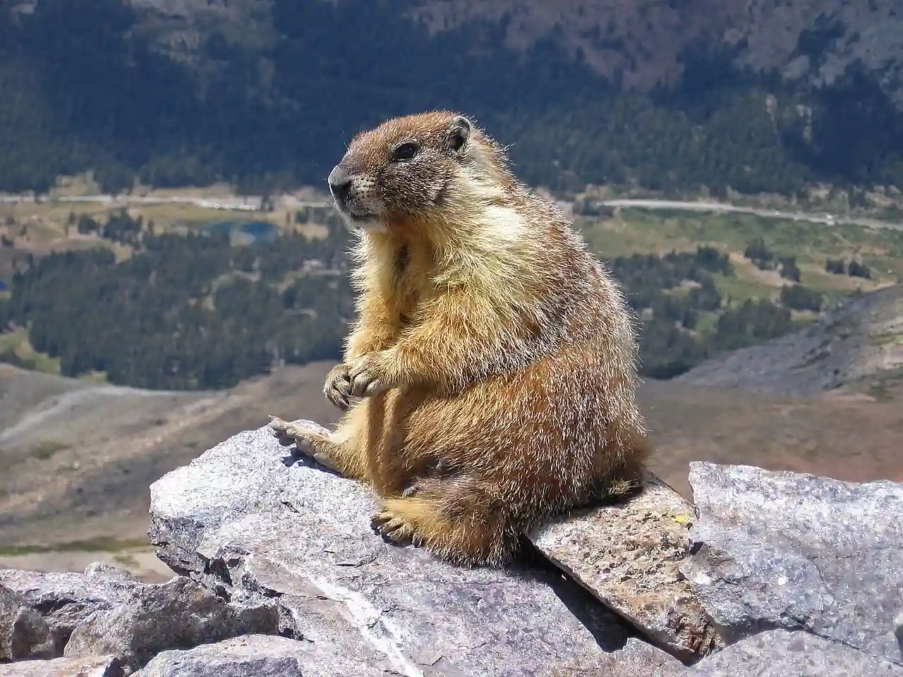 marmotas de Colorado