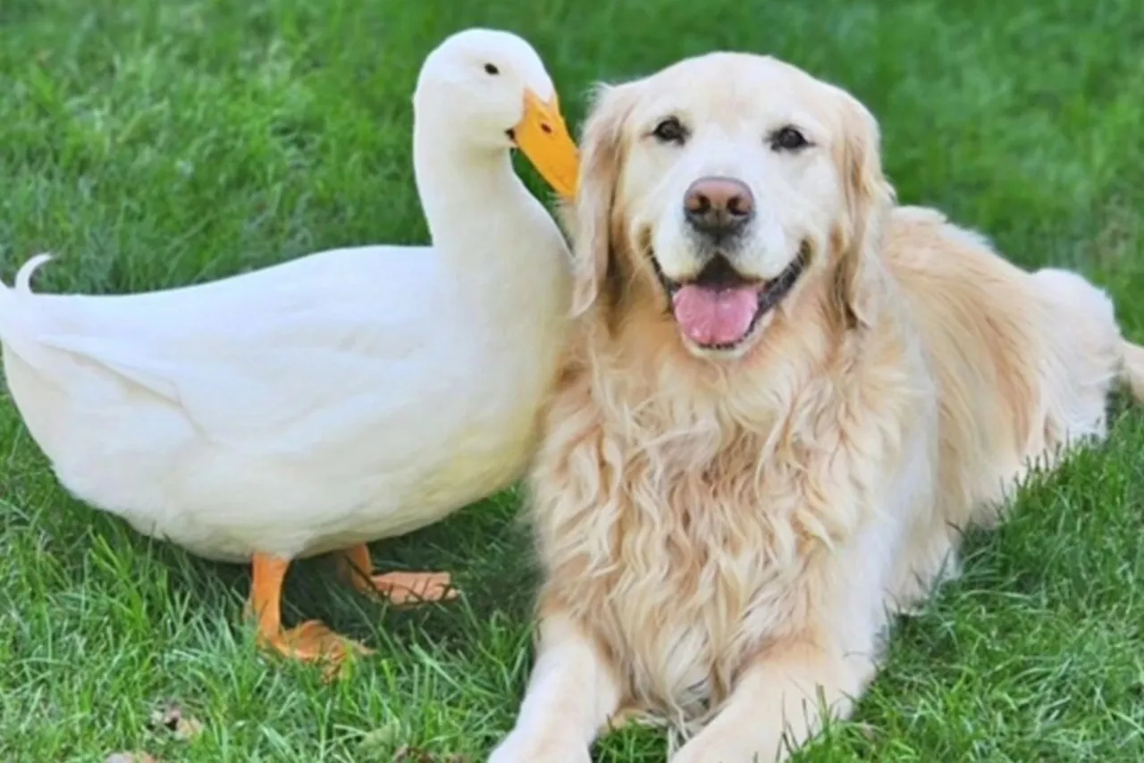 pato con golden retriever