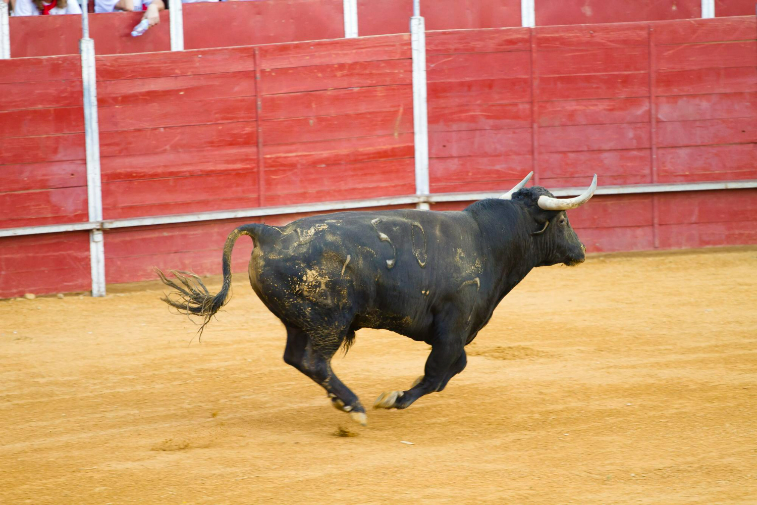 toro corriendo corrida