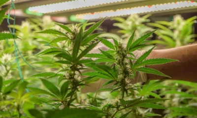 un cultivo con luz para marihuana