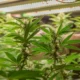 un cultivo con luz para marihuana