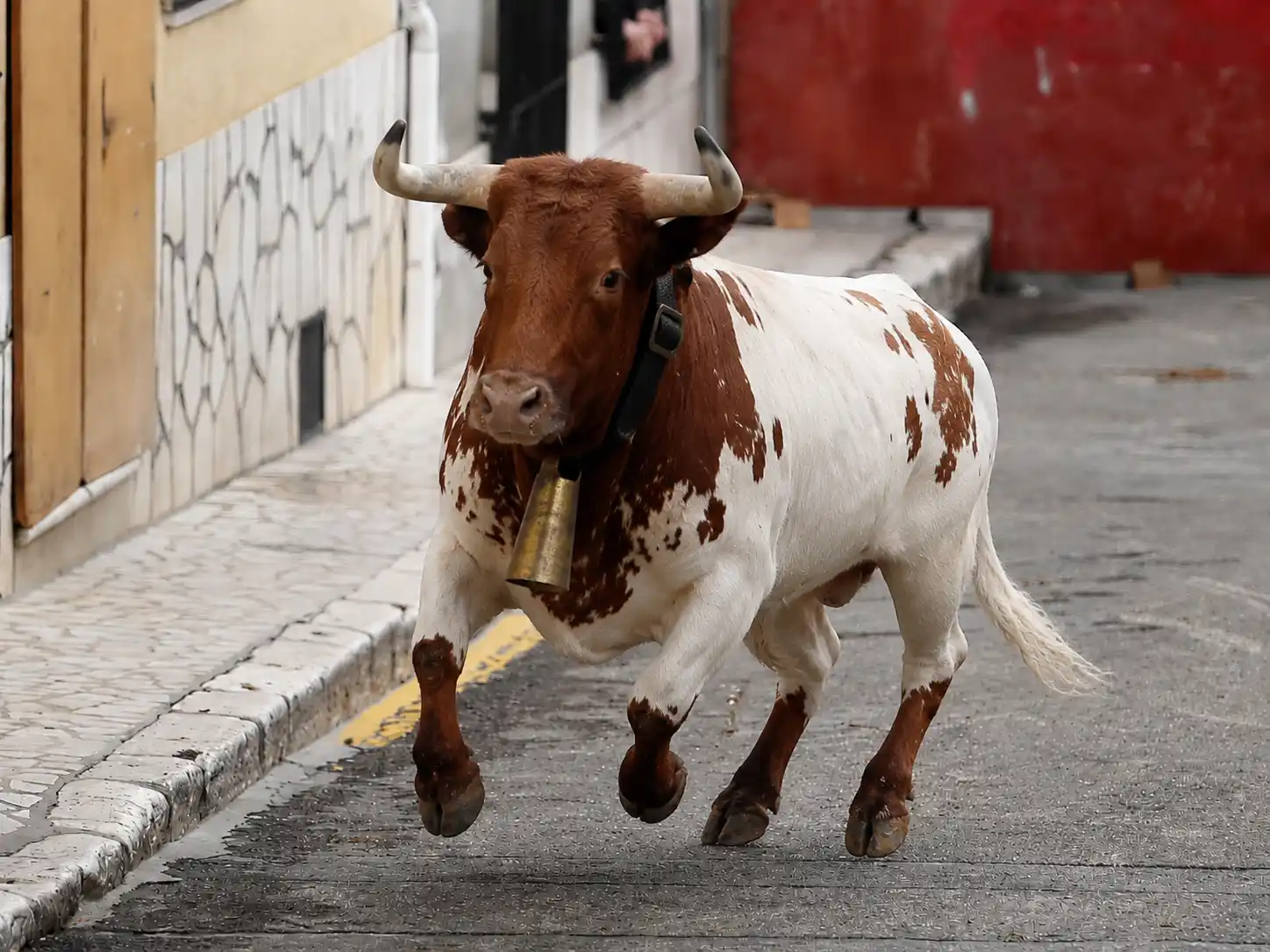 un manso en el encierro de Estella