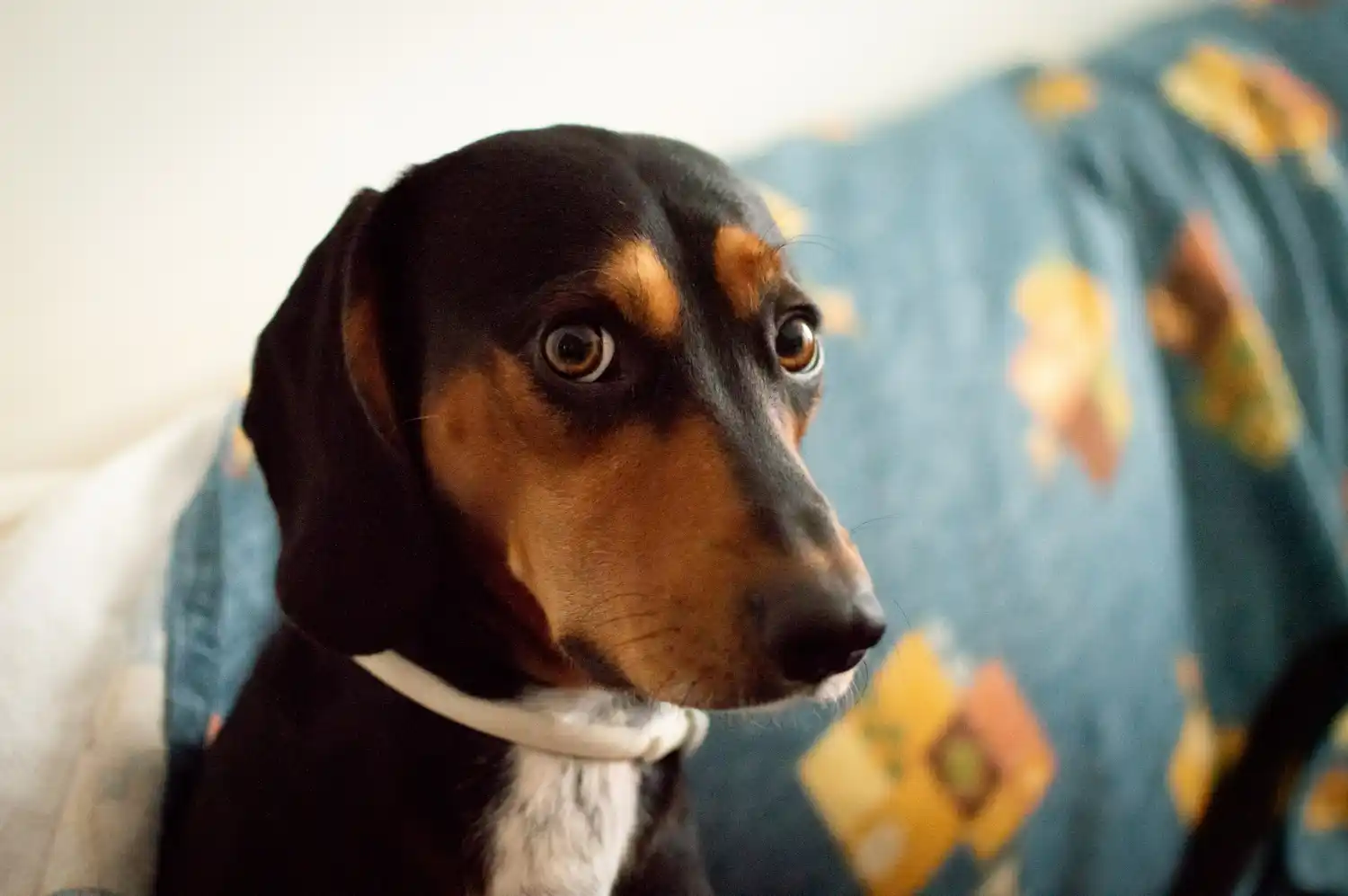 Tu perro sabe cuándo estás triste
