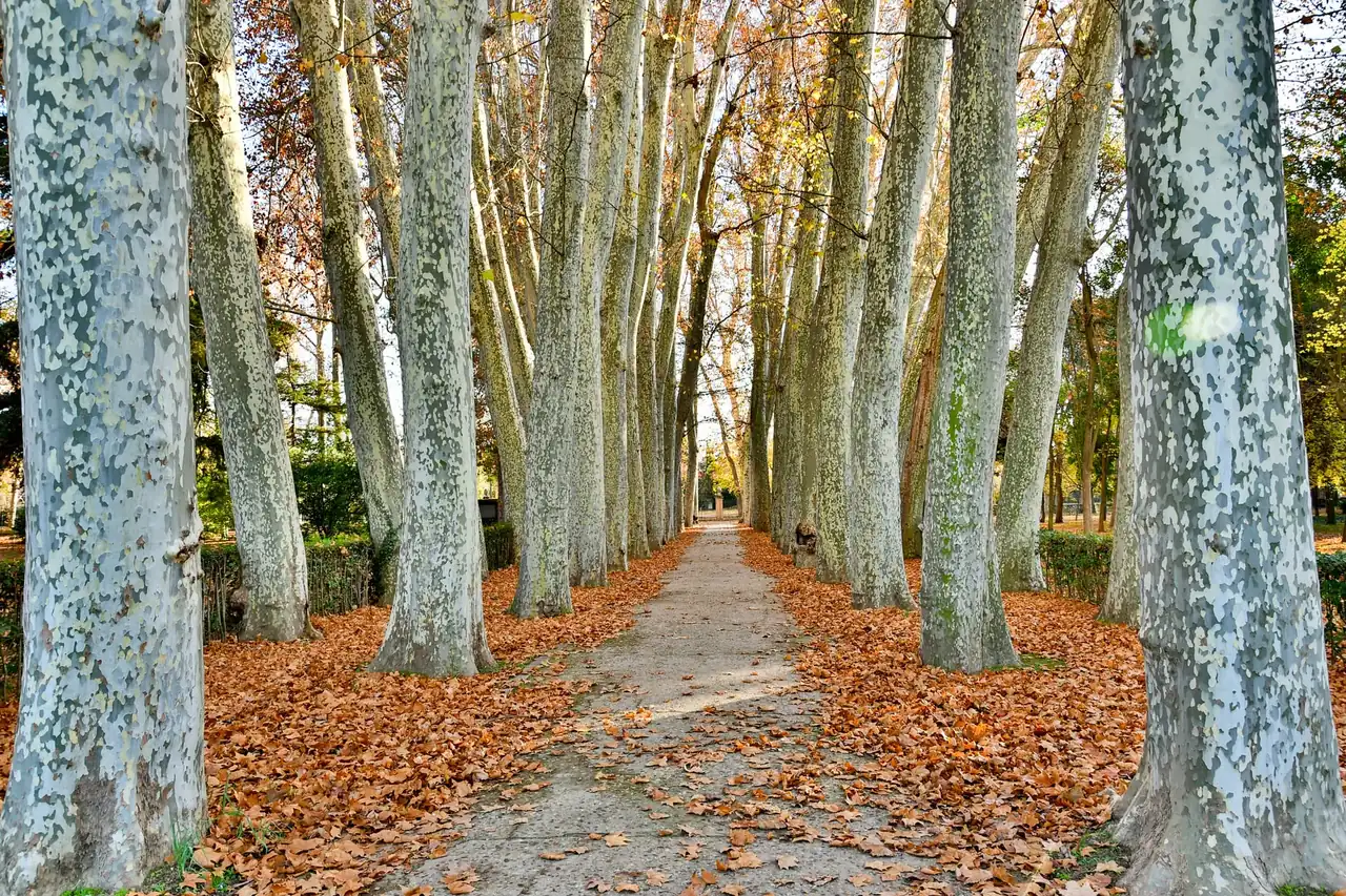 Sendero entre castaños centenarios en el Castañar de El Tiemblo