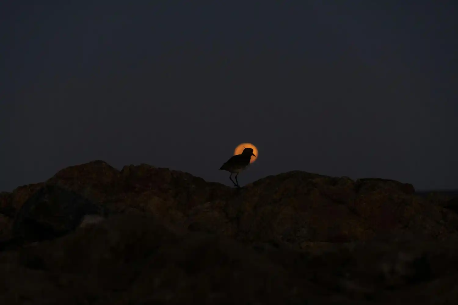 animales durante el eclipse