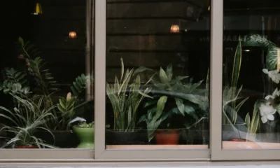 Plantas de interior con poca luz natural situadas cerca de una ventana sombreada