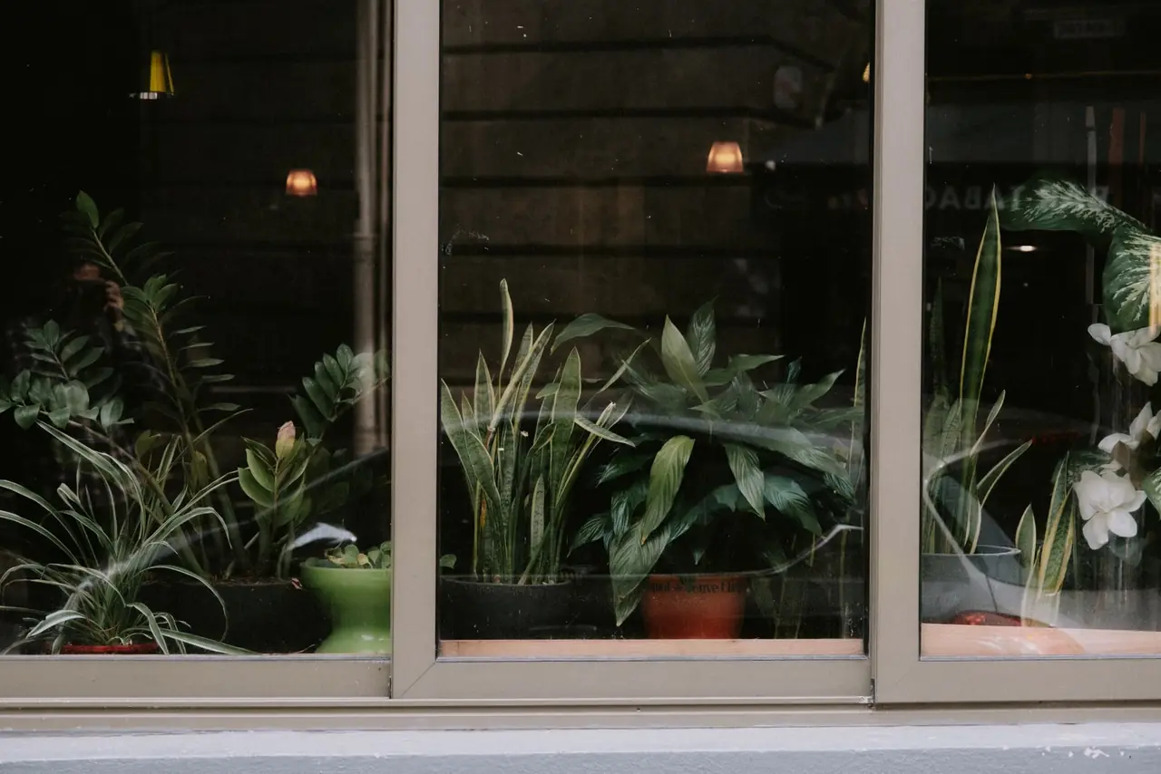 Plantas de interior con poca luz natural situadas cerca de una ventana sombreada