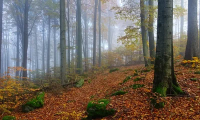Hayedo de Urbasa en otoño, con hojas caídas y rocas cubiertas de musgo