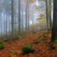 Hayedo de Urbasa en otoño, con hojas caídas y rocas cubiertas de musgo