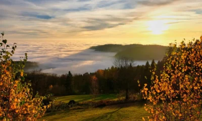 Niebla de otoño entre árboles de un valle al amanecer