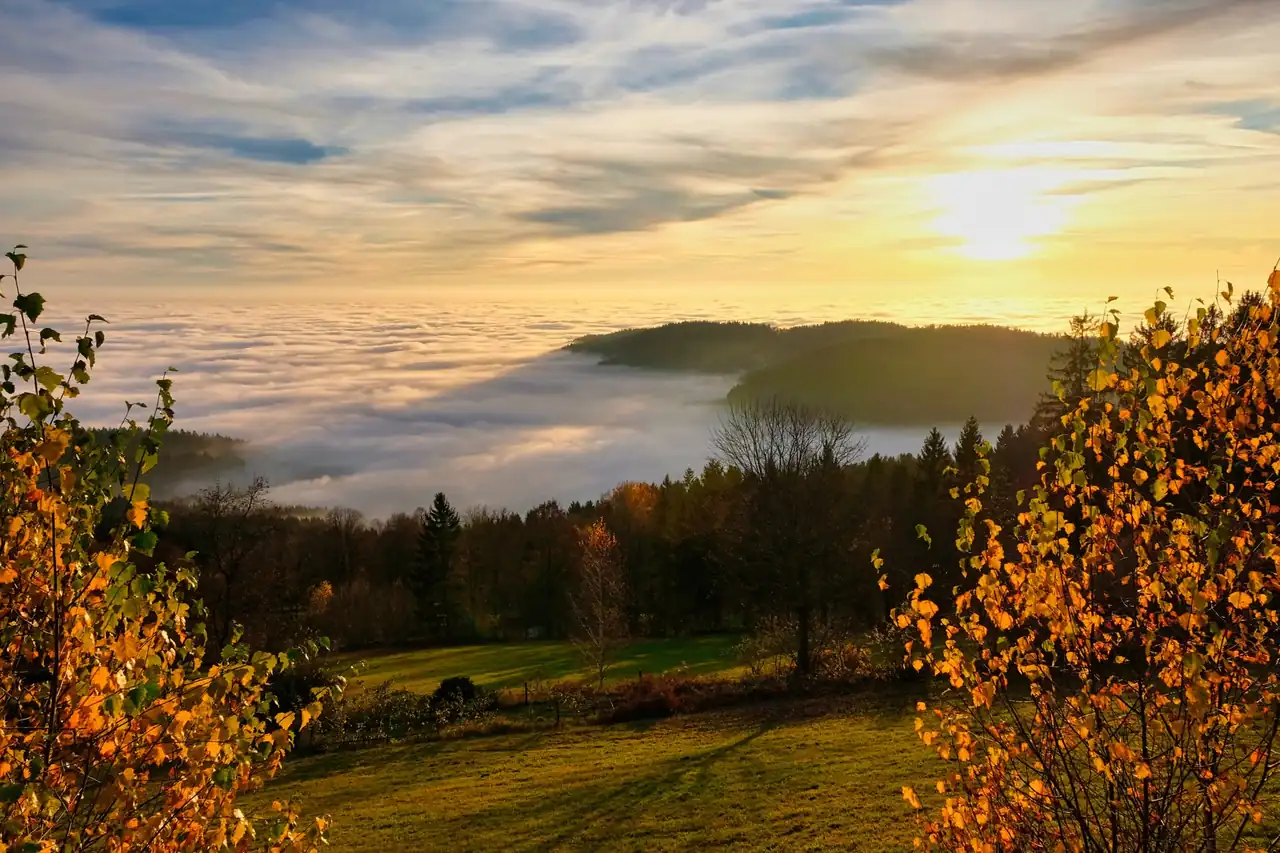 Niebla de otoño entre árboles de un valle al amanecer