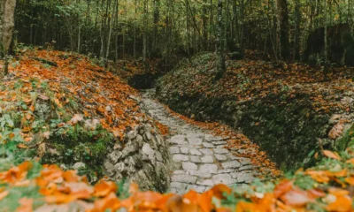 Castañares de la Sierra de Aracena en otoño junto a un camino de piedra