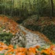 Castañares de la Sierra de Aracena en otoño junto a un camino de piedra
