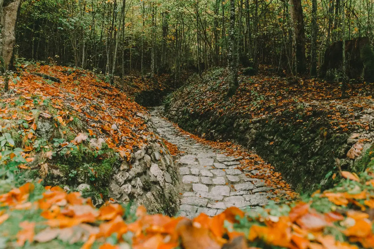 Castañares de la Sierra de Aracena en otoño junto a un camino de piedra