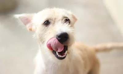 Primer plano de un perro lamiéndose el hocico, un gesto cuyo significado depende del contexto