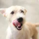 Primer plano de un perro lamiéndose el hocico, un gesto cuyo significado depende del contexto