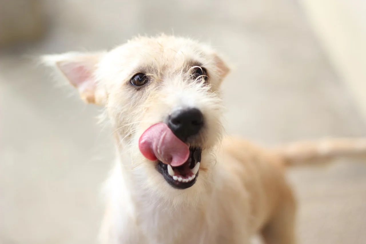 Primer plano de un perro lamiéndose el hocico, un gesto cuyo significado depende del contexto