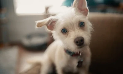 Perro que escucha a una persona, una escena que ilustra por qué los perros inclinan la cabeza