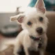 Perro que escucha a una persona, una escena que ilustra por qué los perros inclinan la cabeza