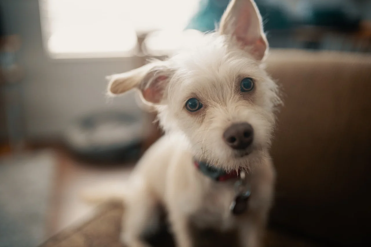 Perro que escucha a una persona, una escena que ilustra por qué los perros inclinan la cabeza