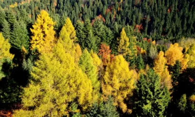 Árboles de hoja caduca y perenne en un bosque con copas de distintos colores