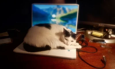 Gato tumbado sobre un ordenador portátil mientras una persona trabaja cerca