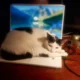 Gato tumbado sobre un ordenador portátil mientras una persona trabaja cerca