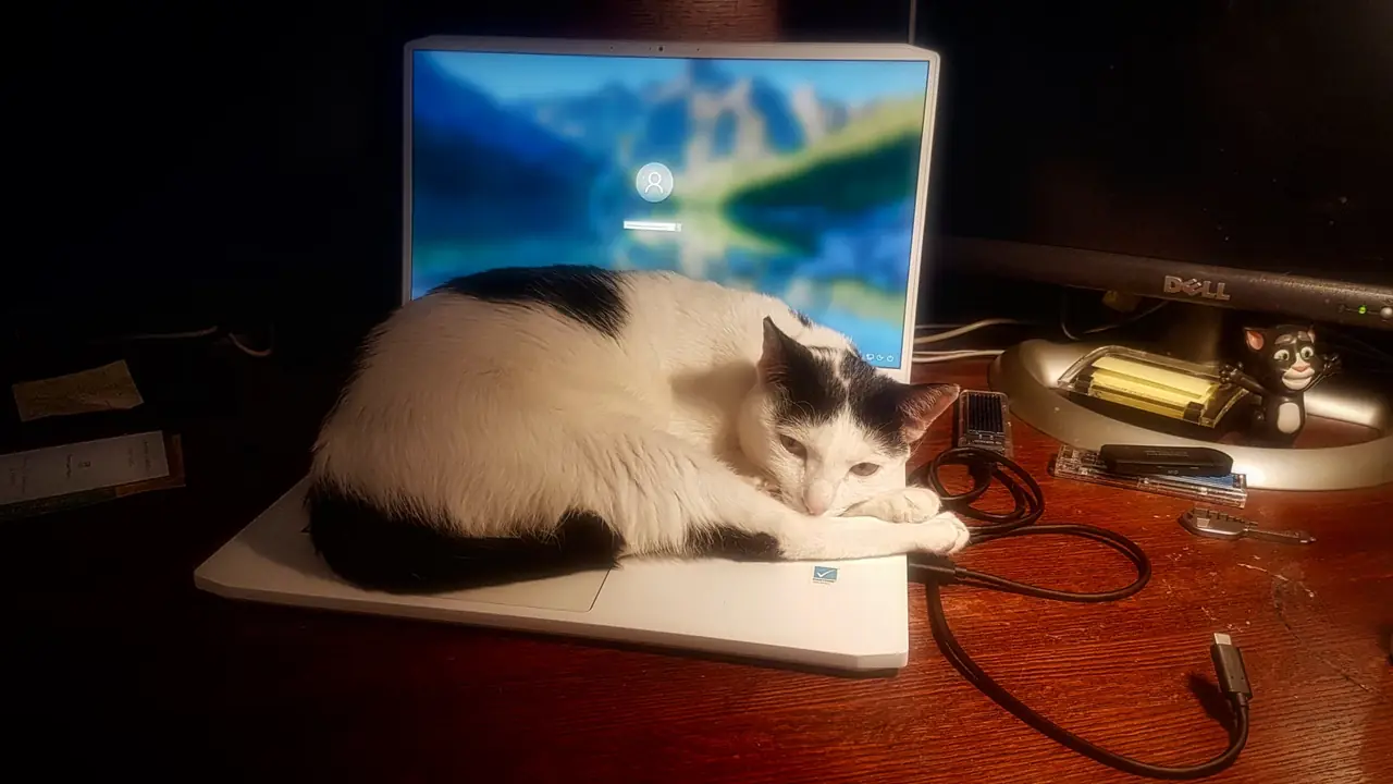 Gato tumbado sobre un ordenador portátil mientras una persona trabaja cerca