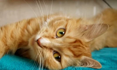 Gato doméstico descansando mientras ronronea; la escena ayuda a interpretar por qué los gatos ronronean