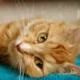 Gato doméstico descansando mientras ronronea; la escena ayuda a interpretar por qué los gatos ronronean