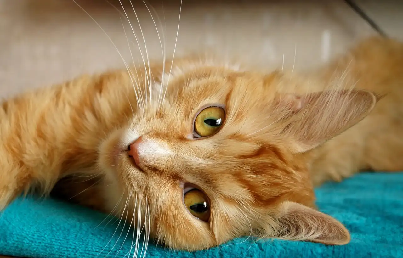 Gato doméstico descansando mientras ronronea; la escena ayuda a interpretar por qué los gatos ronronean