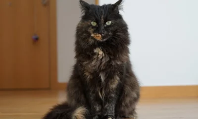 Gato junto a la puerta del baño, una escena habitual cuando sigue a su cuidador