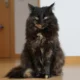 Gato junto a la puerta del baño, una escena habitual cuando sigue a su cuidador