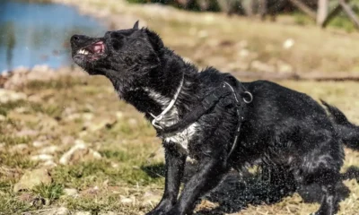 Perro que se sacude sin estar mojado mientras está sobre la hierba