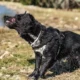 Perro que se sacude sin estar mojado mientras está sobre la hierba