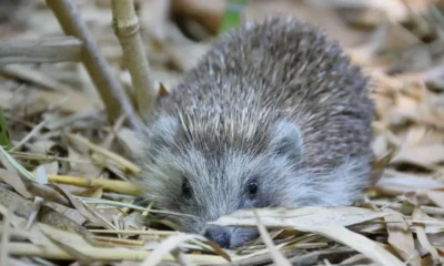 Erizo terrestre entre hojas secas, uno de los animales que hibernan en España