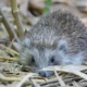 Erizo terrestre entre hojas secas, uno de los animales que hibernan en España