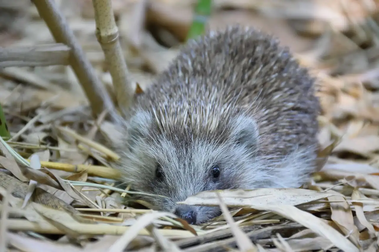 Erizo terrestre entre hojas secas, uno de los animales que hibernan en España