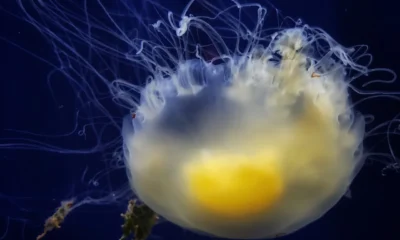 Medusa huevo frito bajo el agua, una de las especies que pueden observarse entre las medusas al final del verano