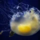 Medusa huevo frito bajo el agua, una de las especies que pueden observarse entre las medusas al final del verano