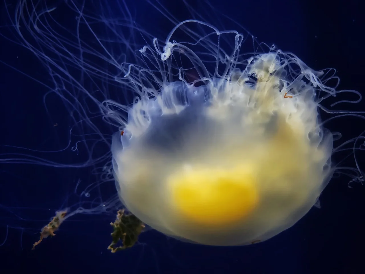 Medusa huevo frito bajo el agua, una de las especies que pueden observarse entre las medusas al final del verano